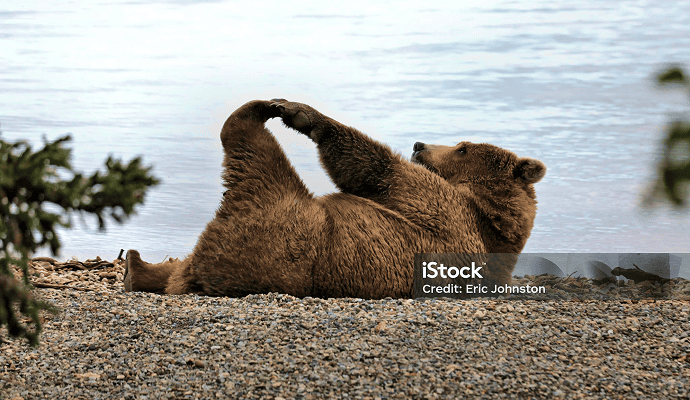 bear_relax