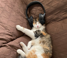 cat_sleep