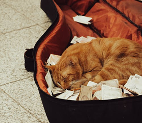 cat_sleep2