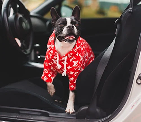 dog_car