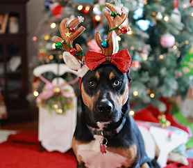 dog_christmas