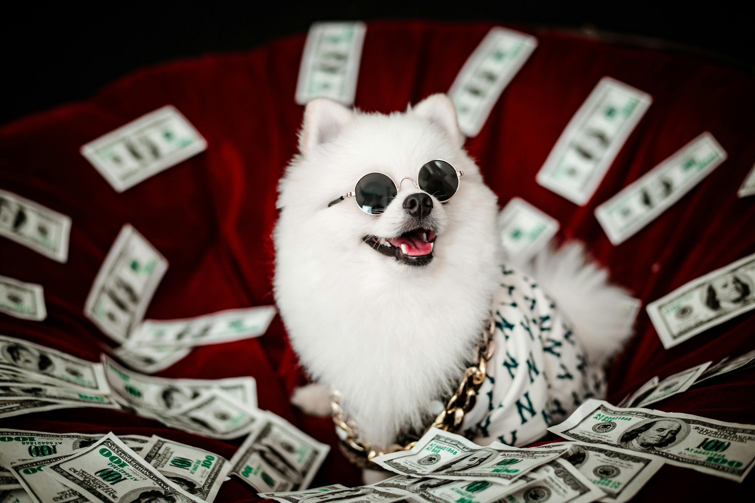 dog money picture