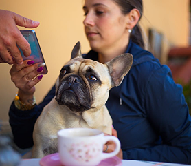 dog_siri