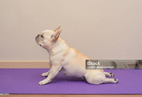 dog_yoga