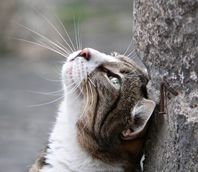 thinking