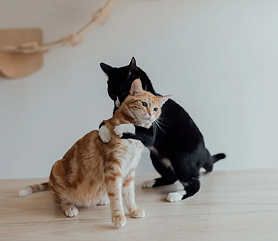 two_cats